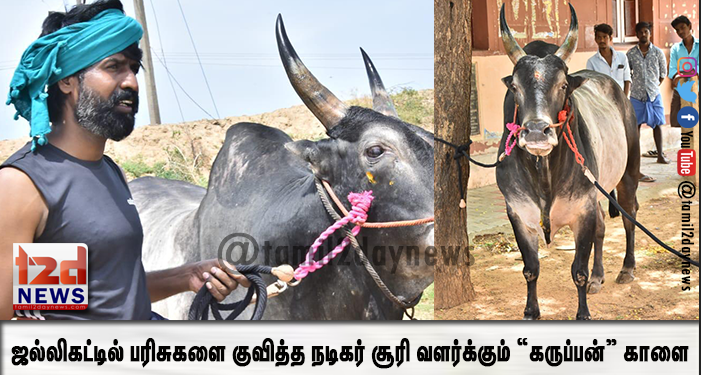 ஜல்லிகட்டில் பரிசுகளை குவித்த நடிகர் சூரி வளர்க்கும் “கருப்பன்” காளை